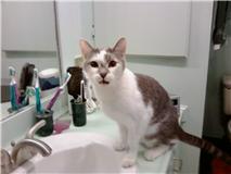 Maralee’s Gandalf (the Grey/ the White)