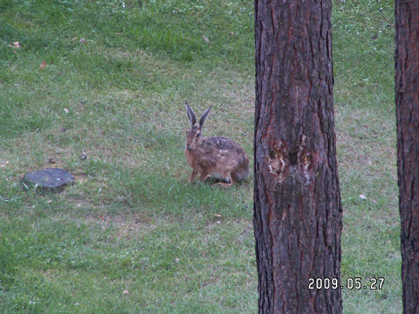 Hare by Gandolorin