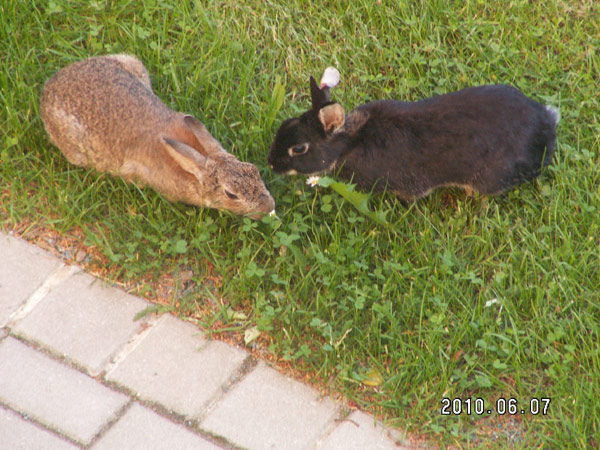 Two Rabbits Closeup by Gandolorin