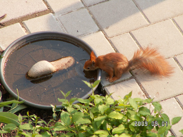 Thirsty Squirrel by Gandolorin
